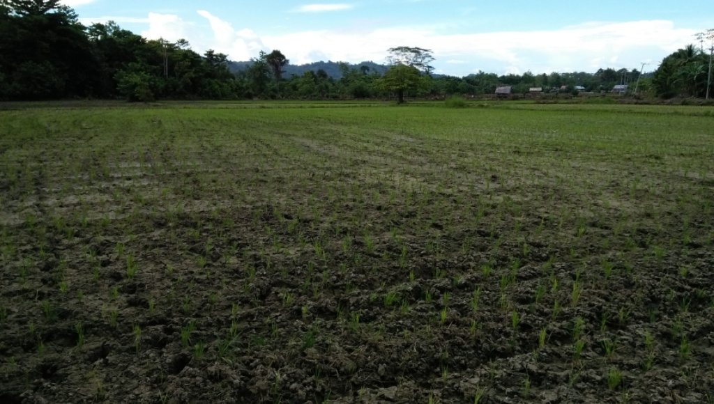 Puluhan Hektar Sawah Tada Hujan Di Butur Alami Kekeringan