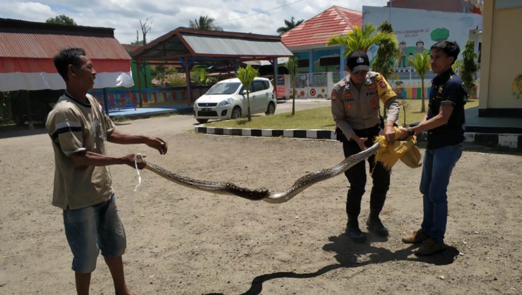 Ular Piton Meter Masuk Pemukiman