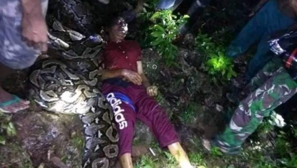 ﻿Petani di Buton Tewas Dipatok Ular Piton