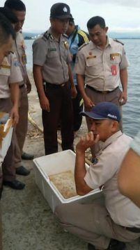 Ribuan Bibit Lobster Gagal Diselundupkan