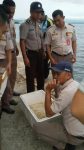 Ribuan Bibit Lobster Gagal Diselundupkan