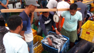 Lantamal XIII Tarakan Lelang 2 Ton Ikan Nelayan Fhilipina