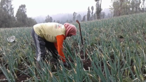 Petani sayuran prei di Gunung Bromo FOTO : sUGENG
