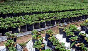 Ini Dia Wisata Kebun Strawbery di Bromo FOTO : SUGENG