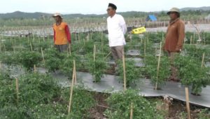 Petani Lombok Tanggetada Kolaka Panen Melimpah