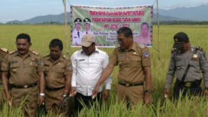Hasil Panen Padi Sawah di Kolaka Meningkat