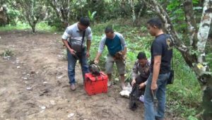 Polisi Berau Gerebek Arena Judi Sabung Ayam