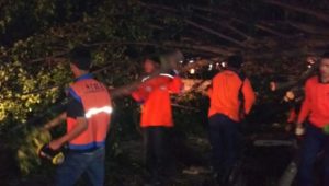 Dini Hari BPBD Boyolali Turun Bersihkan Pohon Tumbang