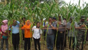Jelang Malam Tutup Tahun, Petani Jagung Panen Raya di Tarakan