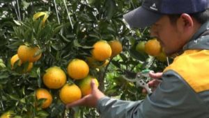 Pasokan Buah di Kendari Kurang