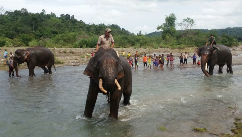 Pemukiman Warga Terancam Gajah Liar