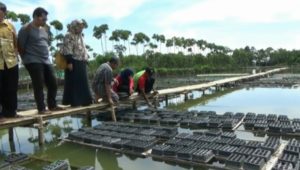 Sekolah Alam Ajarkan &nbsp;Budidaya Ikan dan Kepiting