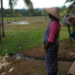 Sejumlah Petani Desa Een Sumala saat menunjukkan sawahnya yang membutuhkan hand traktor