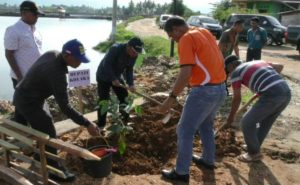 1000 Pohon Mahoni Ditanam Sepanjang By Pass Kolaka &ndash; Pomalaa