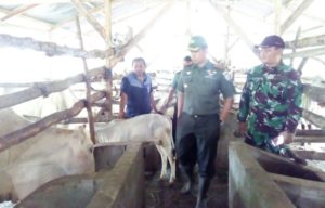 Dandim Atim Pantau Ternak Sapi Brahman Cross di Desa Halban