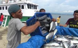 ​Nelayan di Kolaka Kembali Melaut &nbsp;Harga Ikan Normal