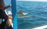 ​Nelayan Temukan Ikan Hiu Paus Saat Memancing