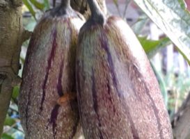 Manfaat Buah Pepino Atau Buah Melodi Untuk Kesehatan
