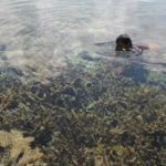 Keindahan bawah laut di desa Labulawa Kecamatan pasir Putih dengan terumbuh karangnya yang indah dapat menghadirkan Turis atau wisatawan. FOTO : ROS