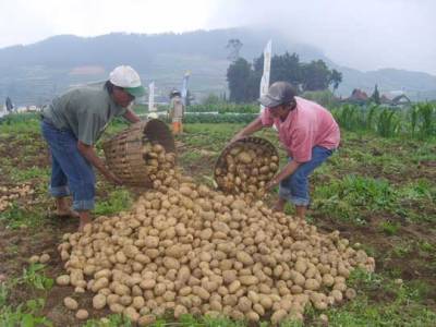 Petani di Sukapura Probolinggo sat melakukan panen kentang, namun hasil panen menurun. FOTO : ASL