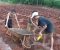 proses pemupukan lahan tanah merah yang mengandung nikel dengan pupuk kandang dapat menyuburkan lahan. FOTO : LAN
