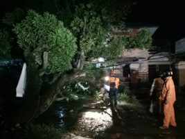 pohon mangga besar di Jl. Perumnas Kota Yogyakarta tumbang dan nyaris menimpa pengendara motor. FOTO : NADHIR ATTAMIMI