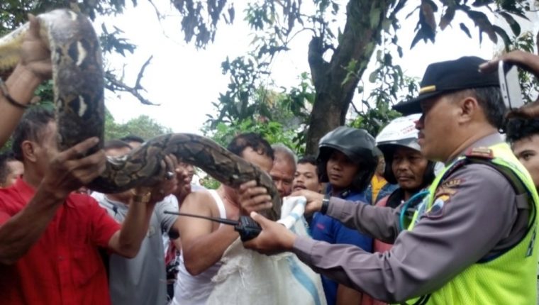 Ular Piton 4 meter Dalam Septi Tank Gegerkan Warga