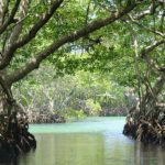 Wisata Mangrove Purirano, Akan Diresmikan Walikota Kendari, Asrun