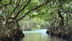 Wisata Mangrove Purirano, Akan Diresmikan Walikota Kendari, Asrun