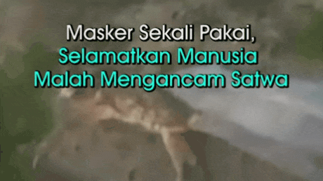 Berita video, Sampah Masker Ancam Nyawa Satwa