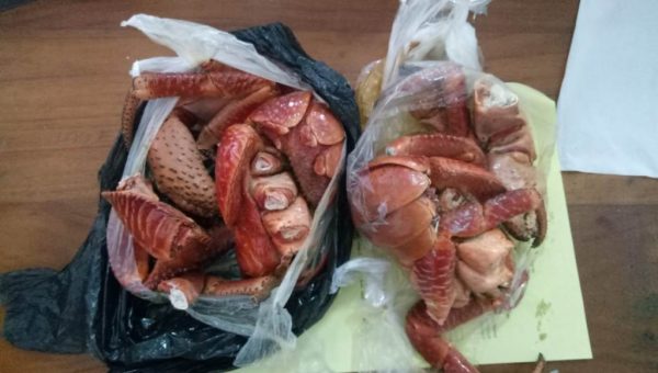 Stasiun Karantina Ikan PMKHP Gagalkan Pengeluaran Ketam Kenari di Bandara Betoambari Baubau