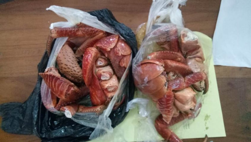 Stasiun Karantina Ikan PMKHP Gagalkan Pengeluaran Ketam Kenari di Bandara Betoambari Baubau
