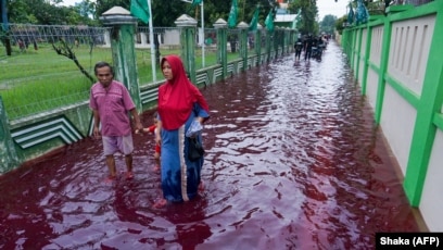 Beberapa warga berjalan melewati jalanan yang digenangi banjir berwarna merah karena bercampur dengan limbah sebuah pabrik batik di Pekalongan, Jawa Tengah, 6 Februari 2021. (Foto: Shaka/AFP)