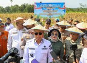 Melalui Panen Raya Jagung, Pemprov Sultra Dorong Ketahanan Pangan Nasional