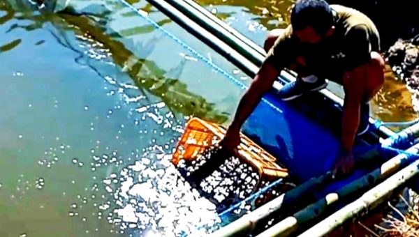 Lantamal VI Apungkan Keramba Jaring untuk Ketahanan Pangan