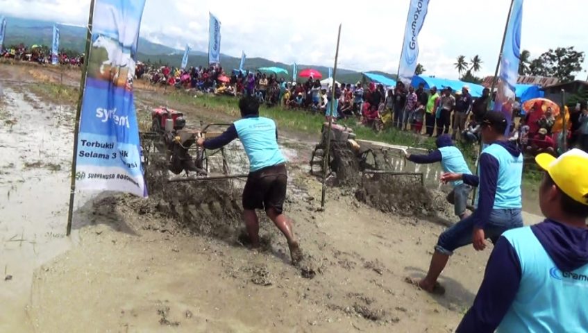 Serunya Lomba Balap Traktor dan Tangkap Ikan Lele di Kolaka