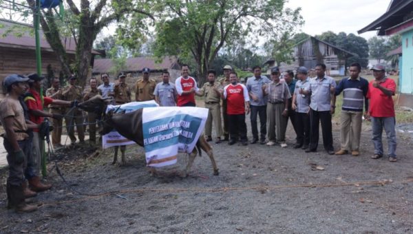 PT Antam Salurkan 13 Sapi Kurban di Pomalaa dan Konut