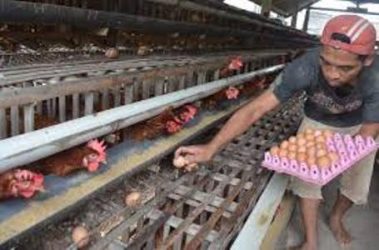 Petelur di Probolinggo saat memunguti telur dari kandang. Jelang ramadhan harga telur telah merangkak naik. FOTO : ASL