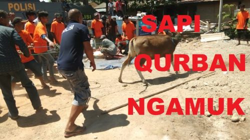Idul Adha, Sapi Qurban Ini Dihadiahi Satu Peluru di Kepalanya