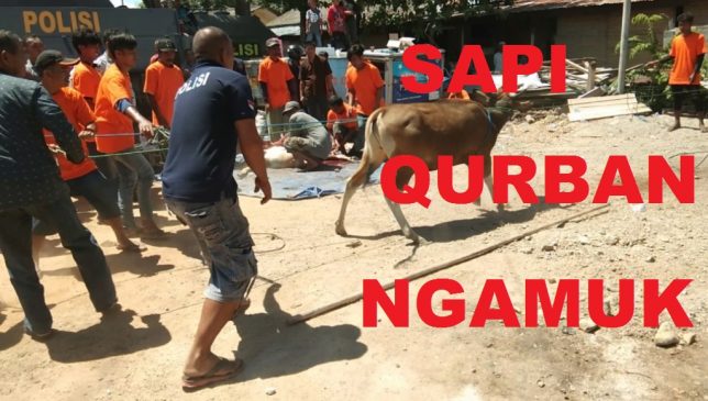 Idul Adha, Sapi Qurban Ini Dihadiahi Satu Peluru di Kepalanya
