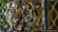 Harimau Sumatera betin yang siap dilepasliarkan di ekosistem hutan Leuser di Provinsi Aceh, 19 Juni 2020. (Foto: Chaideer Mahyuddin/AFP)