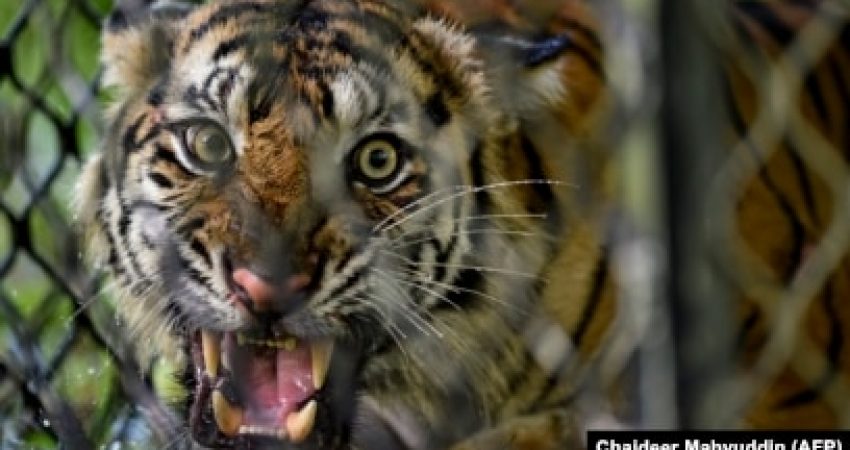 Harimau Sumatera betin yang siap dilepasliarkan di ekosistem hutan Leuser di Provinsi Aceh, 19 Juni 2020. (Foto: Chaideer Mahyuddin/AFP)