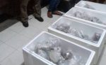 Empat Box Soft Coral yang di gagalkan pengirimannya oleh balai Karantina Kolaka bersama KP3 Kolaka. FOTO : ASDAR