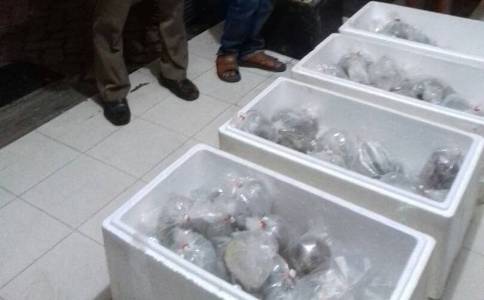 Empat Box Soft Coral yang di gagalkan pengirimannya oleh balai Karantina Kolaka bersama KP3 Kolaka. FOTO : ASDAR