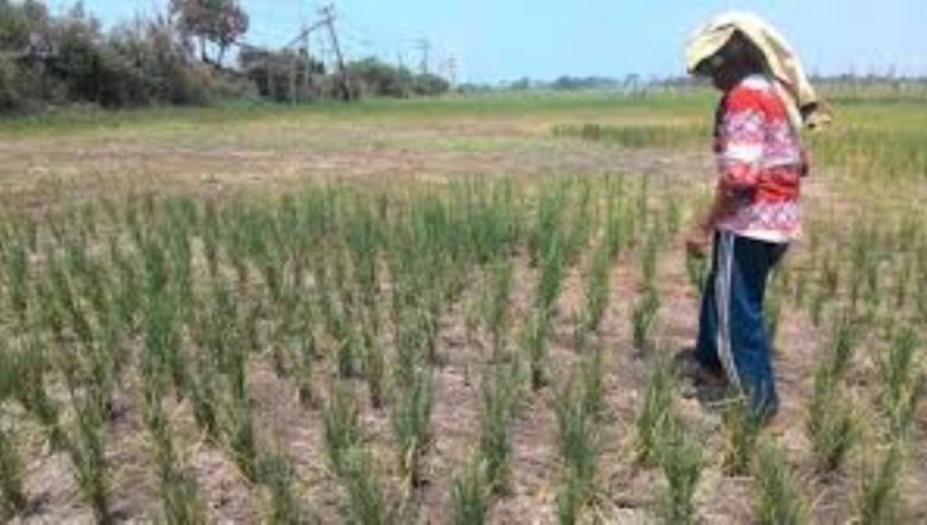 Terdakwa Korupsi Cetak Sawah di Muna Divonis 2 Tahun Penjara