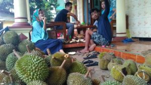 Menikmati Durian Langganan Bupati Jepara