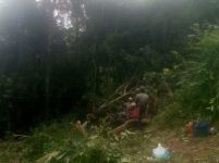 BKSDA Sultra Selidiki Lokasi Pembantaian Orang Utan