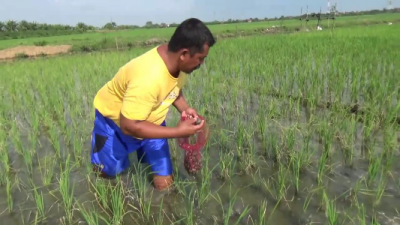 Seorang petani sedang memungut keong yang menyerang tanaman padinya yang baru berusia sepekan. FOTO : DSW