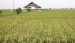 Lahan persawahan petani dengan tanaman padi dengan perubahan Iklim dapat mempengaruhi Kerentanan Pangan. FOTO : FAISAL