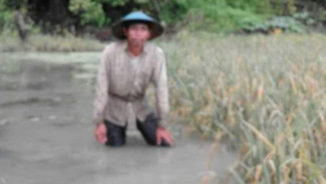 Diterjang Banjir, Ratusan Hektar Sawah Gagal Panen di Butur